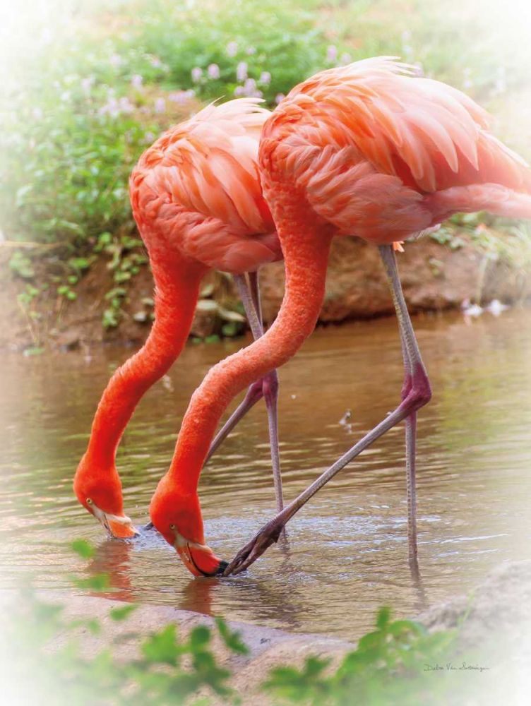 Two Flamingos art print by Debra Van Swearingen for $57.95 CAD