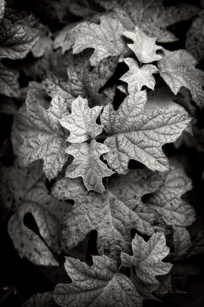 Hydrangea Leaves in Black and White art print by Debra Van Swearingen for $57.95 CAD