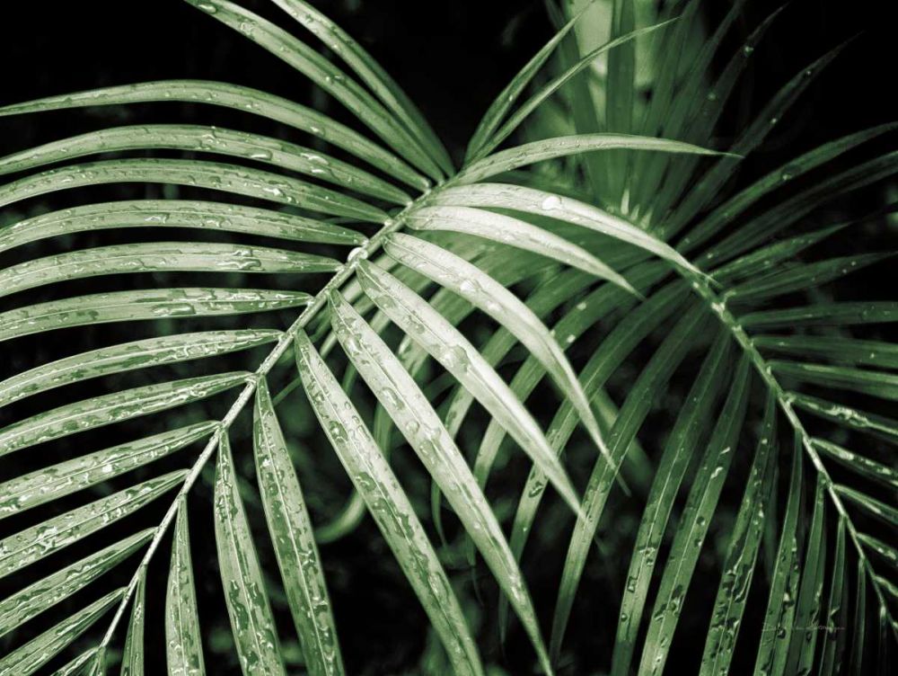 Palm Fronds Green art print by Debra Van Swearingen for $57.95 CAD