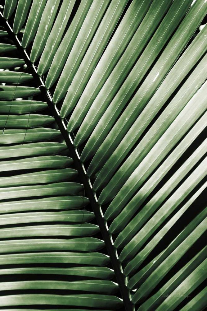 Palm Frond I Green art print by Debra Van Swearingen for $57.95 CAD
