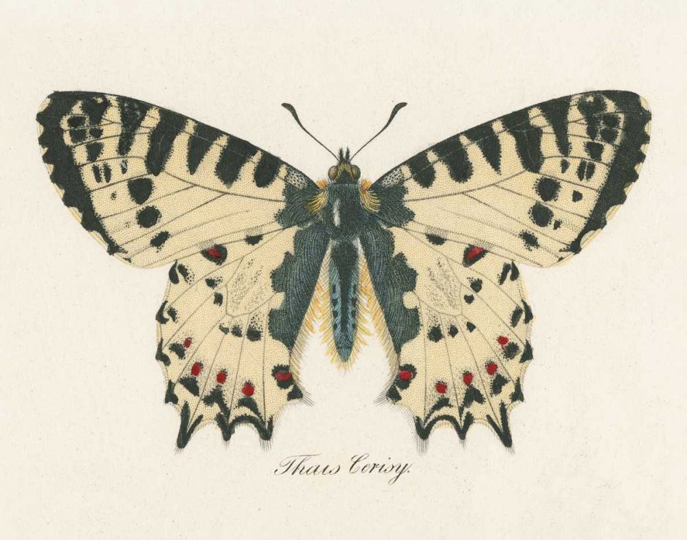 Natures Butterfly I art print by Wild Apple Portfolio for $57.95 CAD