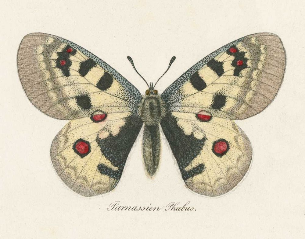 Natures Butterfly III art print by Wild Apple Portfolio for $57.95 CAD
