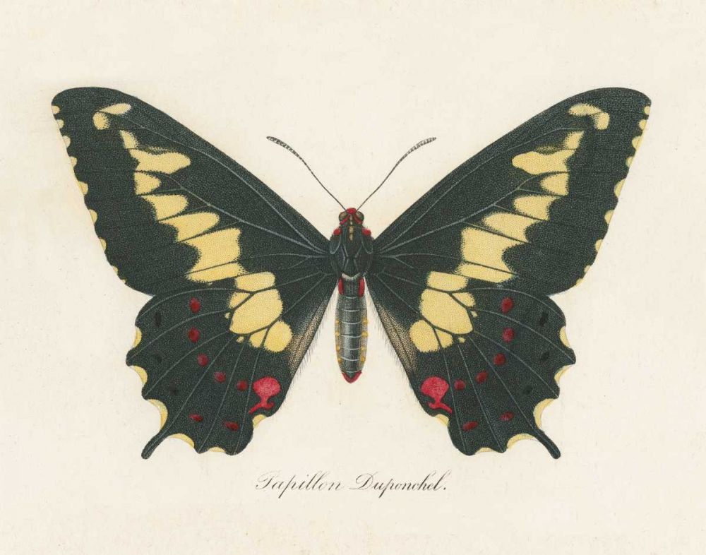 Natures Butterfly VI art print by Wild Apple Portfolio for $57.95 CAD