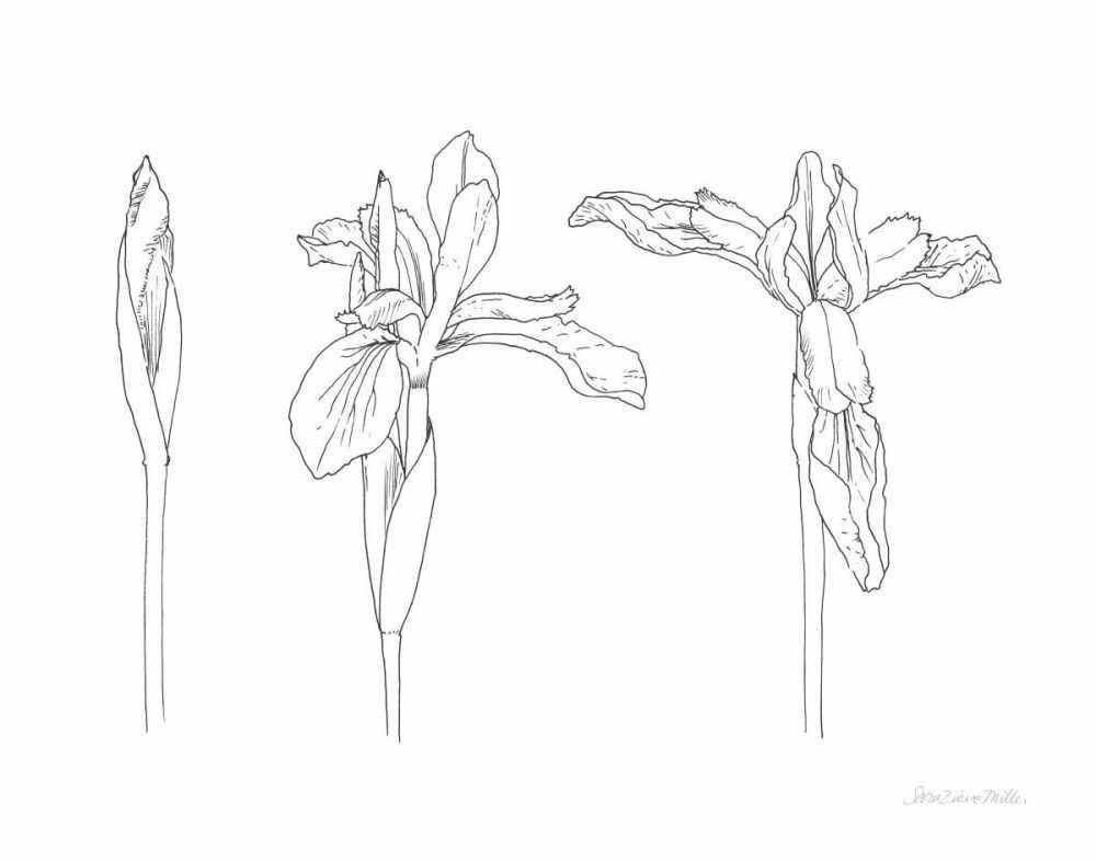 Sketched Iris art print by Sara Zieve Miller for $57.95 CAD
