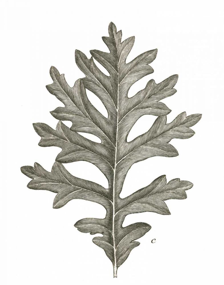 Histoire Naturelle Leaves II art print by Wild Apple Portfolio for $57.95 CAD