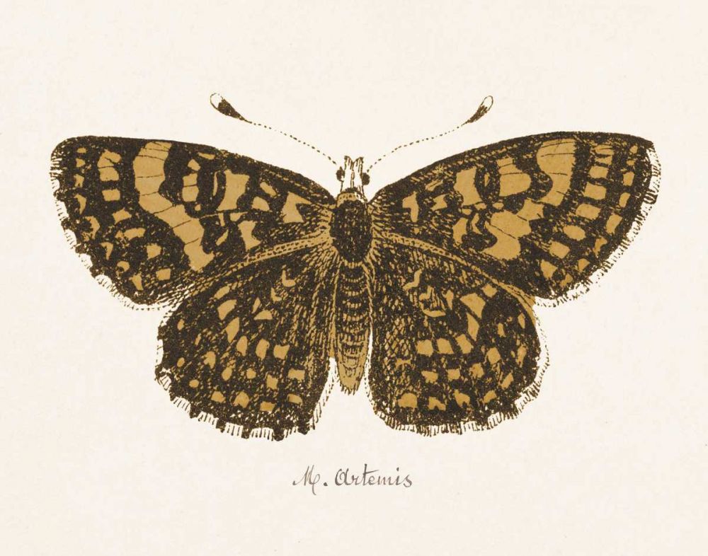 Antique Butterfly II art print by Wild Apple Portfolio for $57.95 CAD