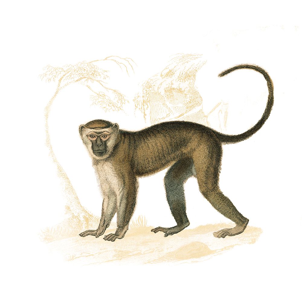 Golden Monkey art print by Wild Apple Portfolio for $57.95 CAD