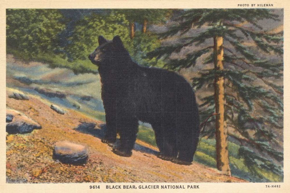 Black Bear I Crop art print by Wild Apple Portfolio for $57.95 CAD