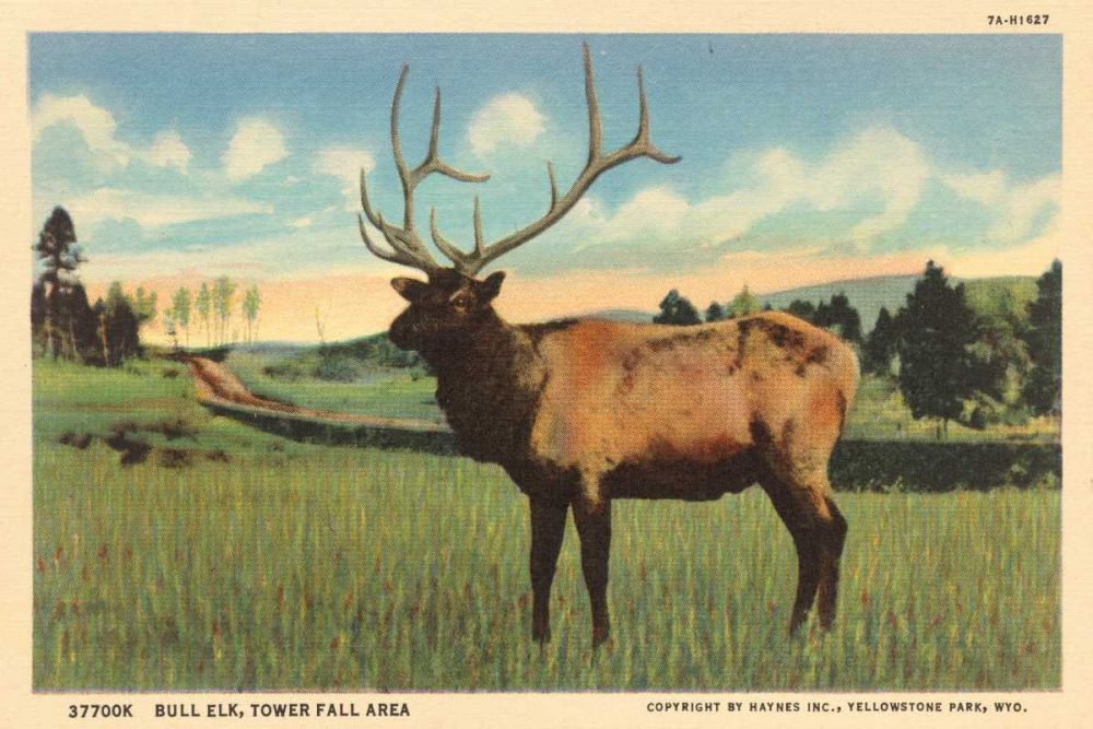 Elk I Crop art print by Wild Apple Portfolio for $57.95 CAD