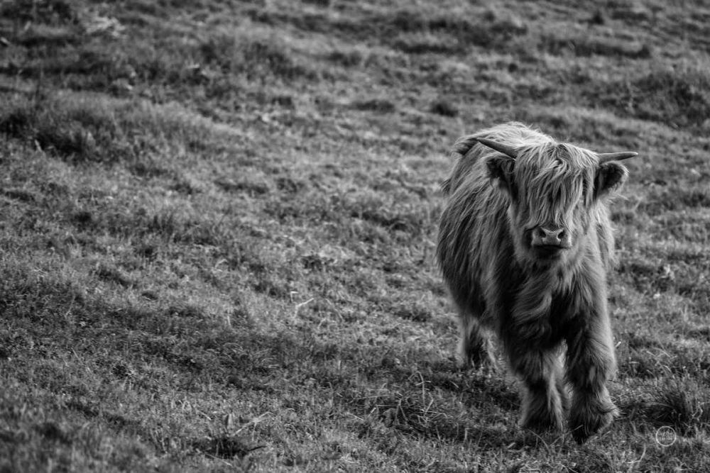 Highland Cow Calf in the Wind art print by Nathan Larson for $57.95 CAD