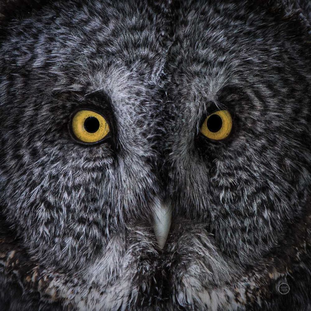 Great Grey Owl art print by Nathan Larson for $57.95 CAD