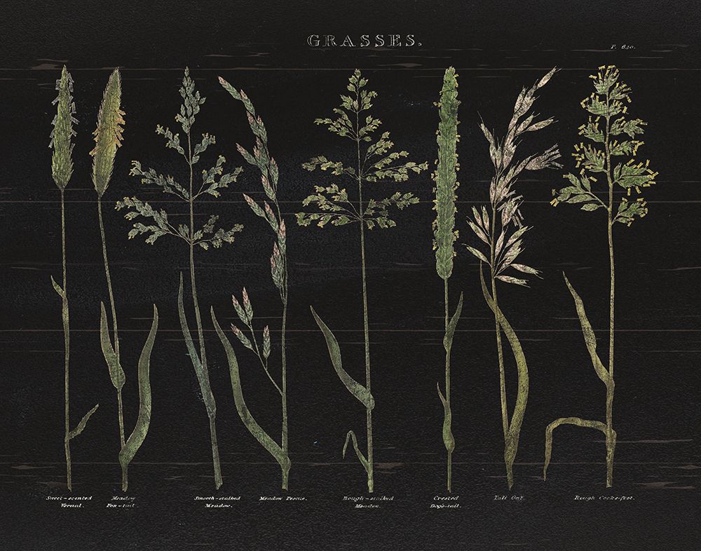 Herbal Botanical VII Black Wood art print by Wild Apple Portfolio for $57.95 CAD