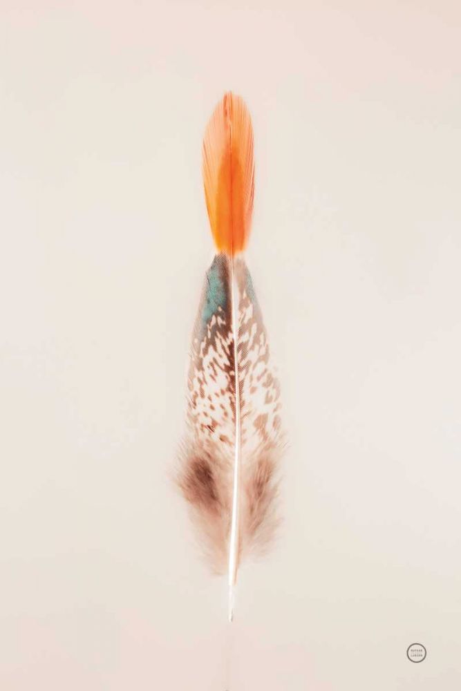 Floating Feathers I art print by Nathan Larson for $57.95 CAD