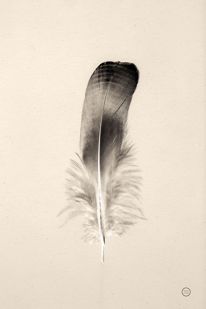 Floating Feathers IV Sepia art print by Nathan Larson for $57.95 CAD