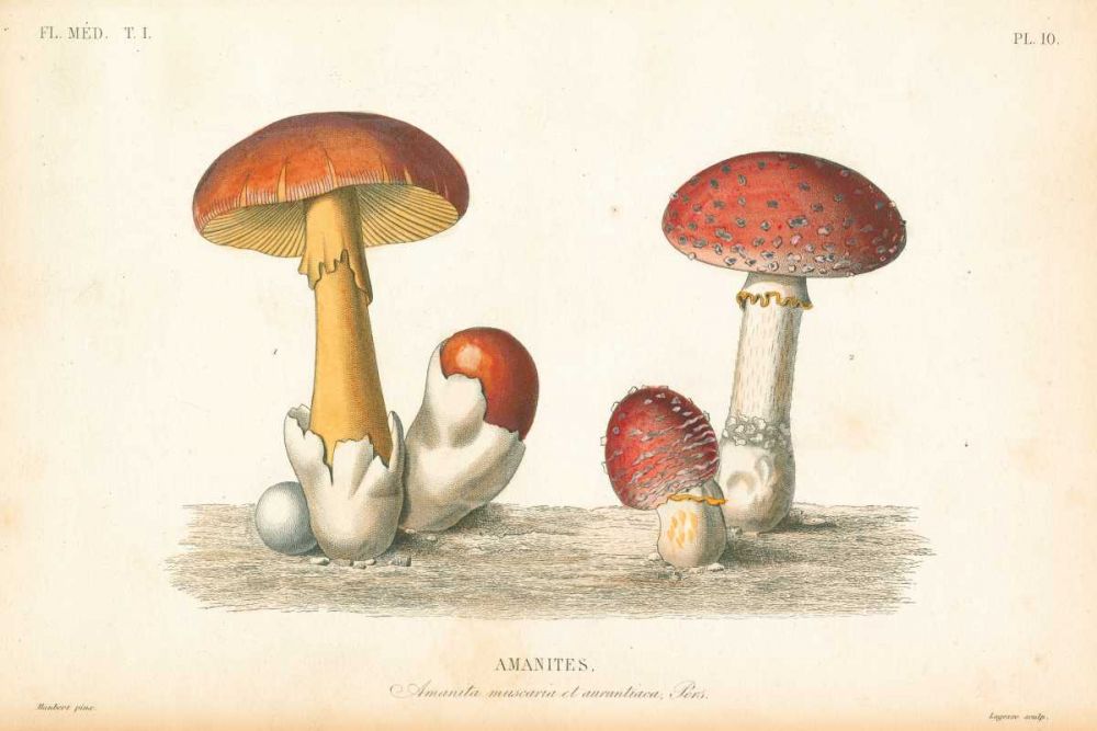 French Mushrooms I art print by Wild Apple Portfolio for $57.95 CAD