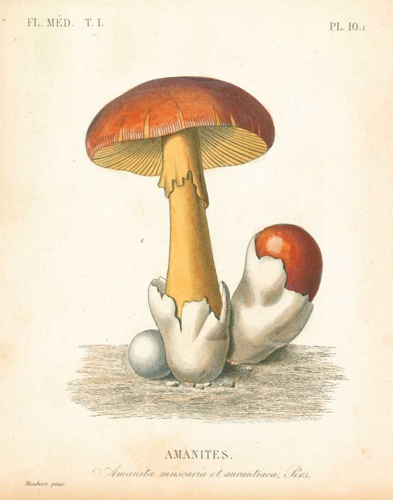 French Mushrooms II art print by Wild Apple Portfolio for $57.95 CAD