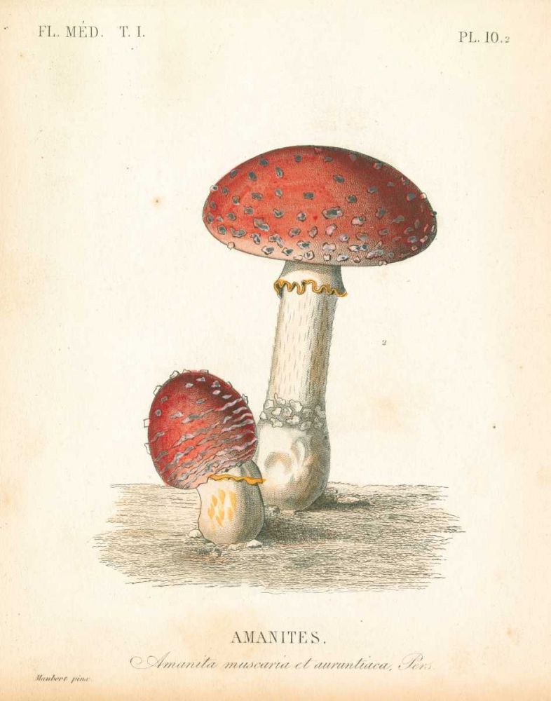 French Mushrooms III art print by Wild Apple Portfolio for $57.95 CAD