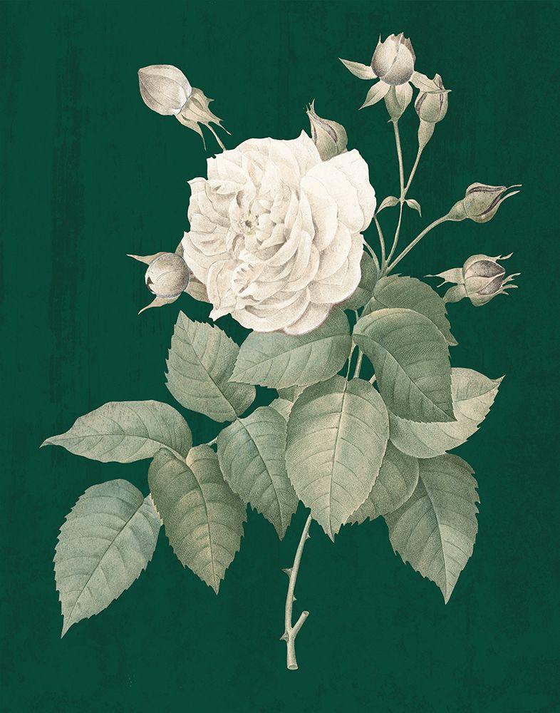 White Roses on Green I art print by Wild Apple Portfolio for $57.95 CAD