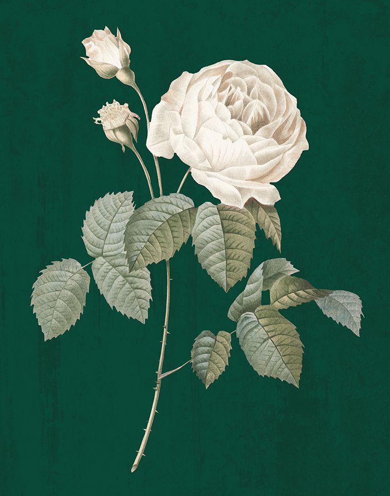 White Roses on Green II art print by Wild Apple Portfolio for $57.95 CAD