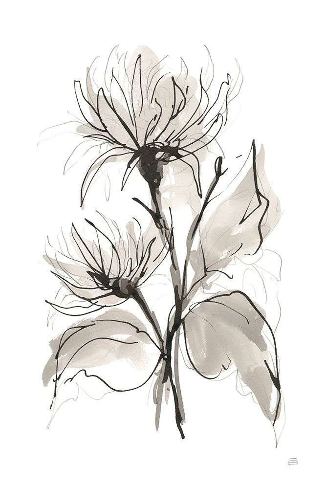 Chrysanthemum II art print by Chris Paschke for $57.95 CAD