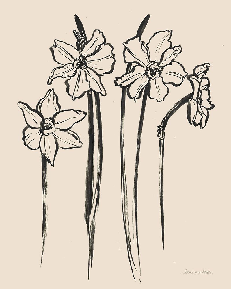 Ink Sketch Daffodils art print by Sara Zieve Miller for $57.95 CAD