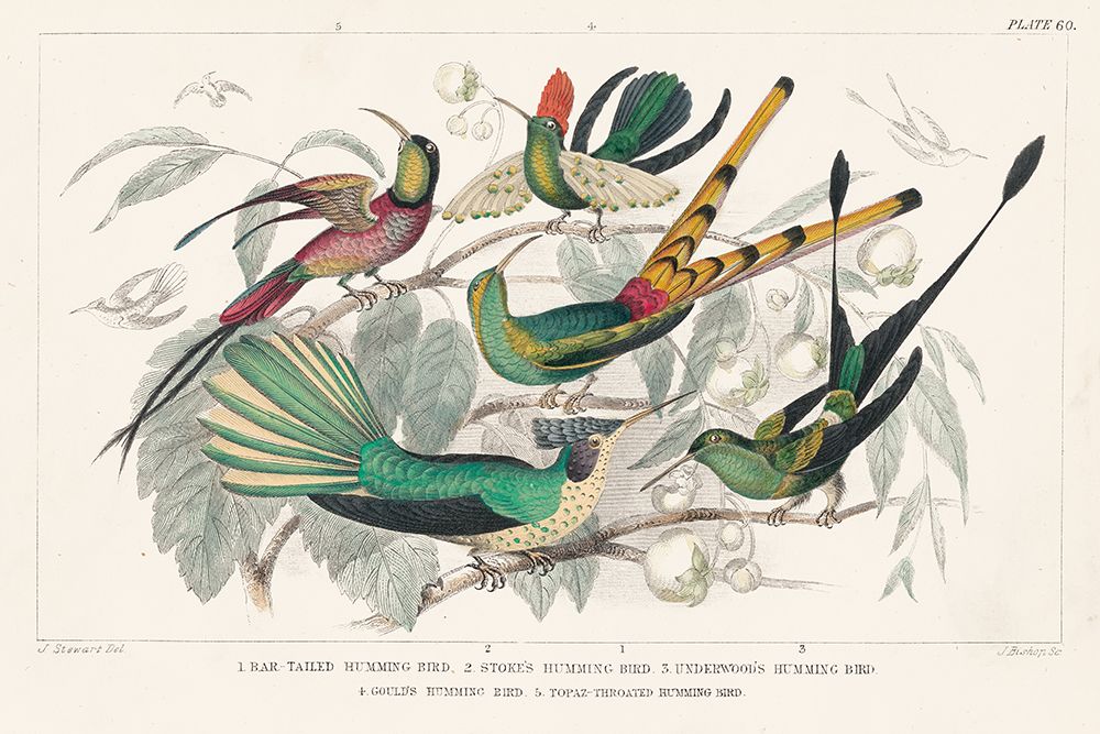 Hummingbirds Chart art print by Wild Apple Portfolio for $57.95 CAD