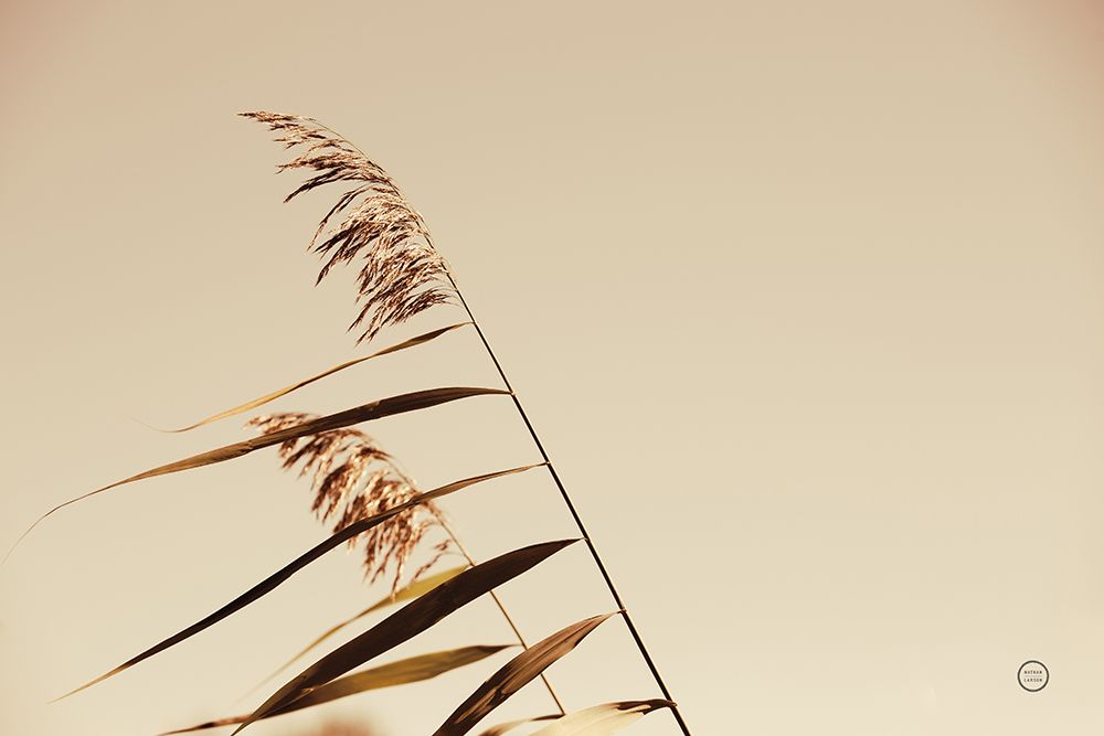Windswept Grasses art print by Nathan Larson for $57.95 CAD