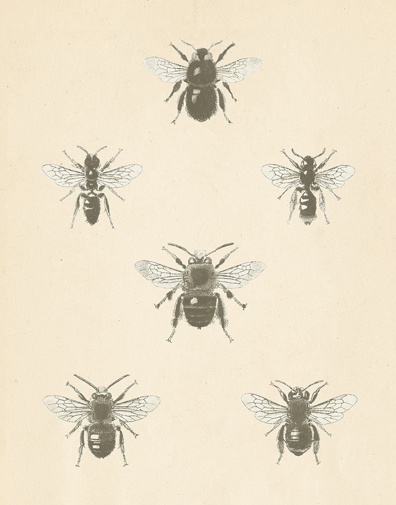 Bee Chart I art print by Wild Apple Portfolio for $57.95 CAD