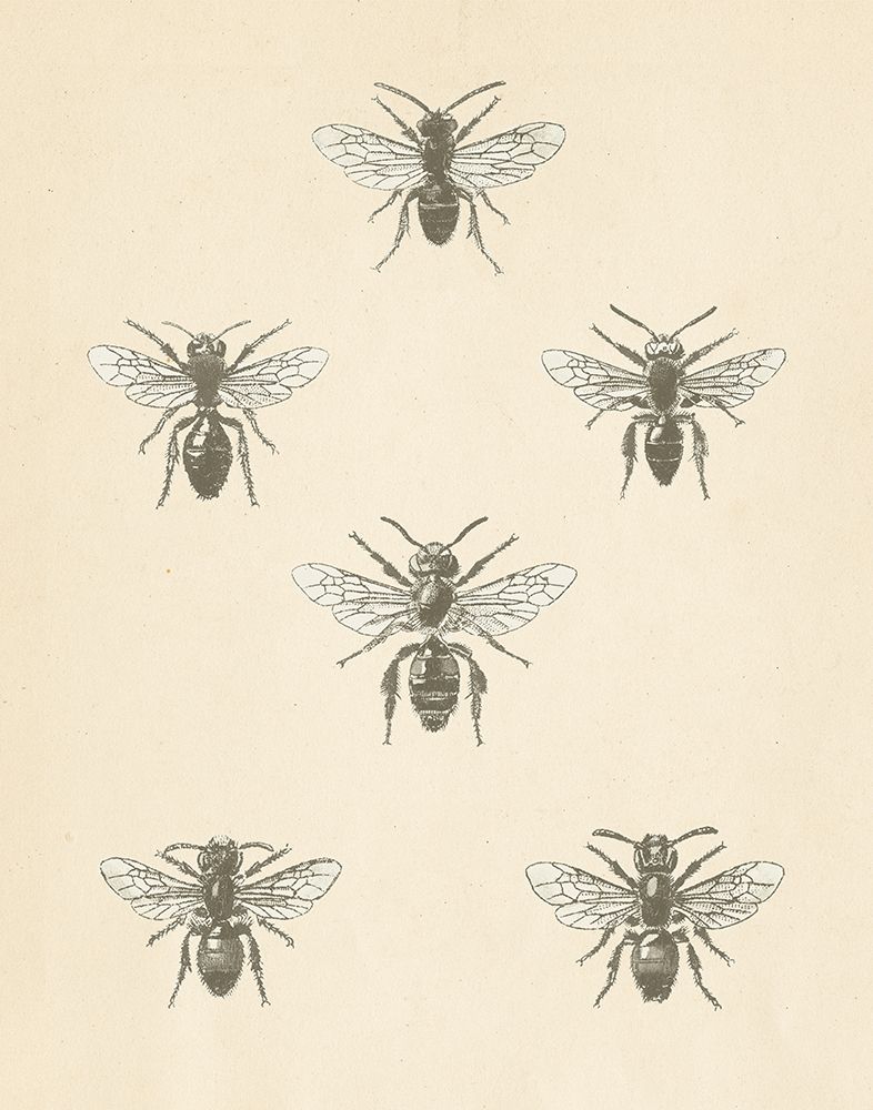 Bee Chart II art print by Wild Apple Portfolio for $57.95 CAD