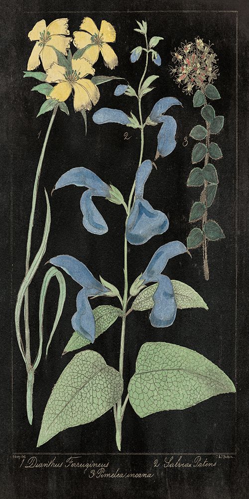 Salvia Florals II on Black art print by Wild Apple Portfolio for $57.95 CAD