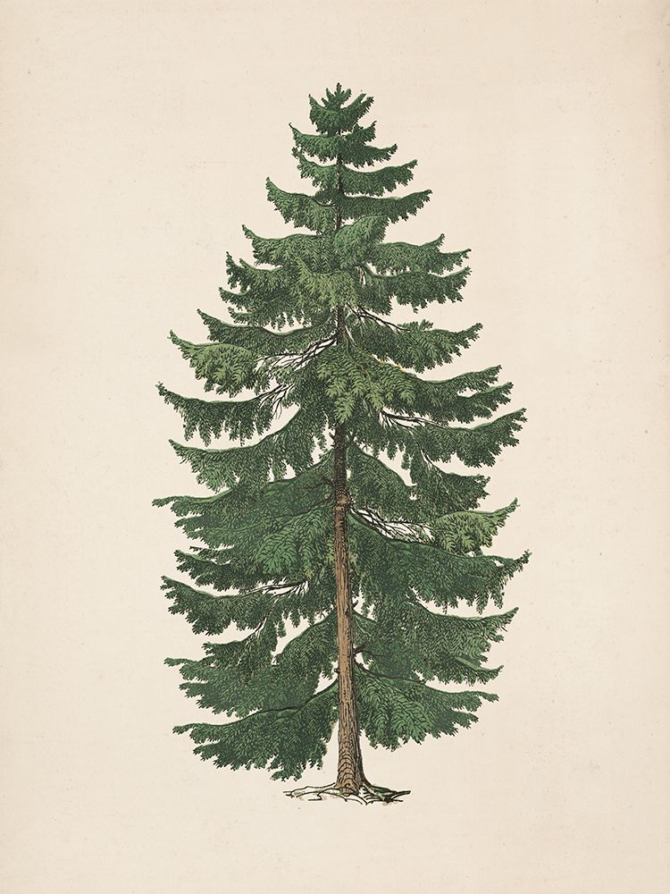 Winter Pine Tree art print by Wild Apple Portfolio for $57.95 CAD