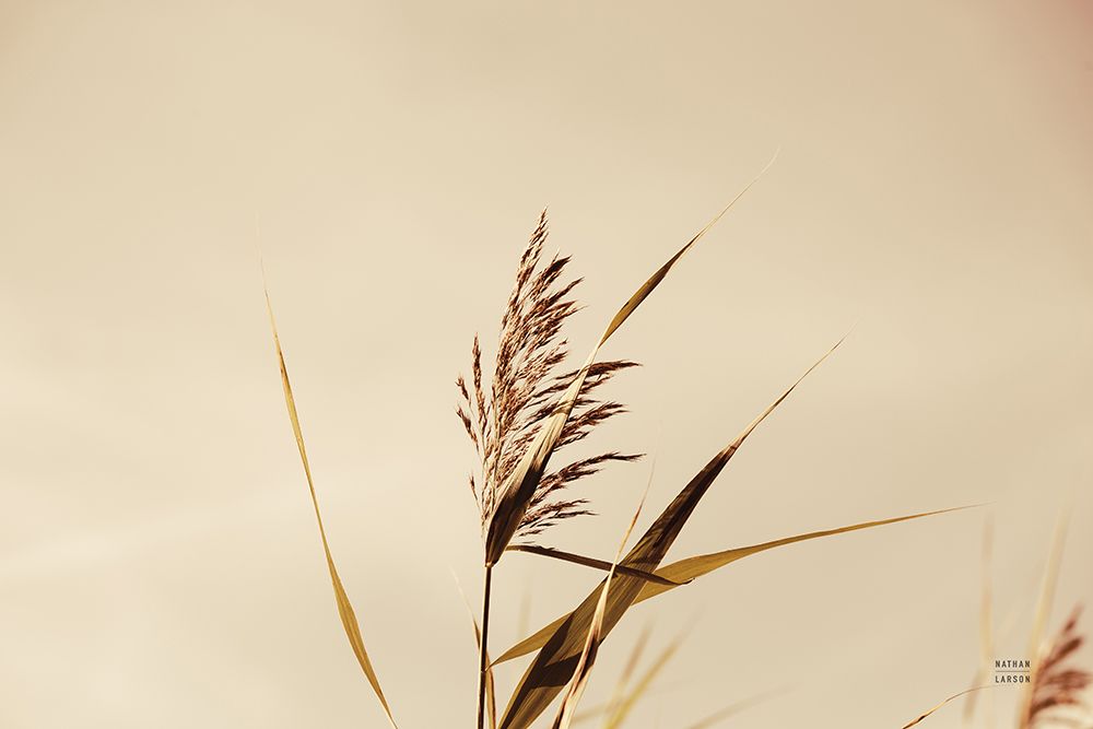 Summer Reeds II art print by Nathan Larson for $57.95 CAD
