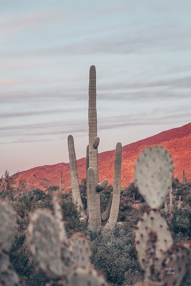Sunsets and Saguaros II art print by Nathan Larson for $57.95 CAD
