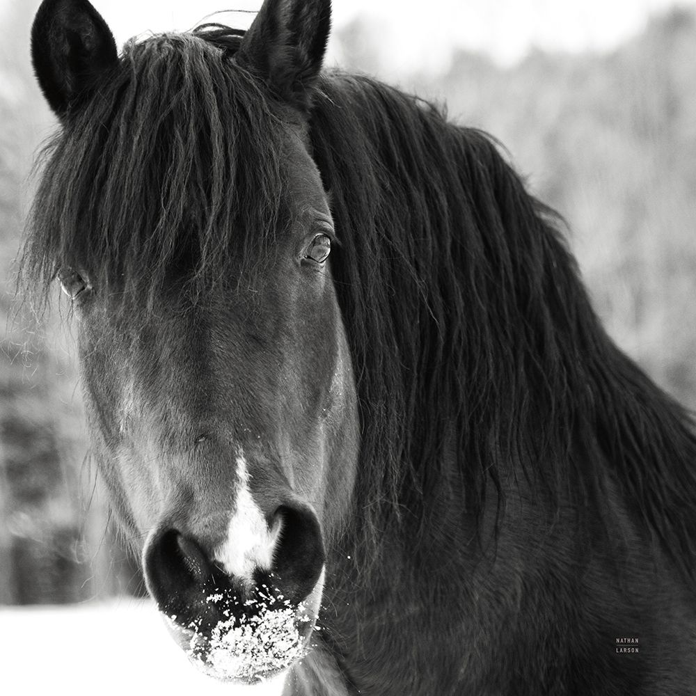 Winter Horse II art print by Nathan Larson for $57.95 CAD