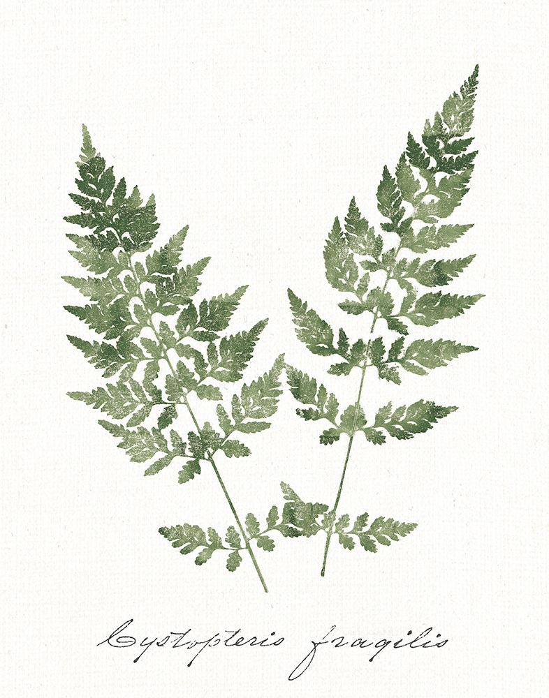 Vintage Ferns VII no Border White art print by Wild Apple Portfolio for $57.95 CAD