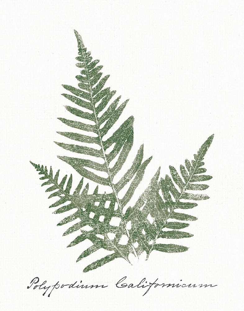 Vintage Ferns XI no Border White art print by Wild Apple Portfolio for $57.95 CAD