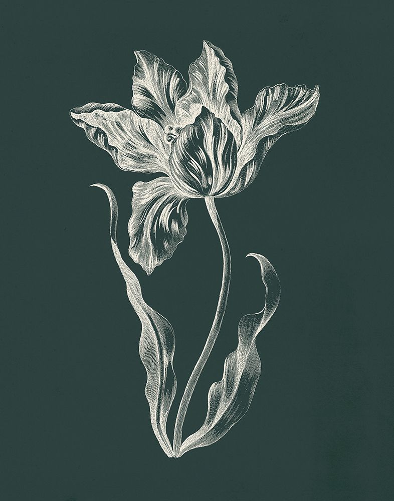 Eden Tulips II art print by Wild Apple Portfolio for $57.95 CAD