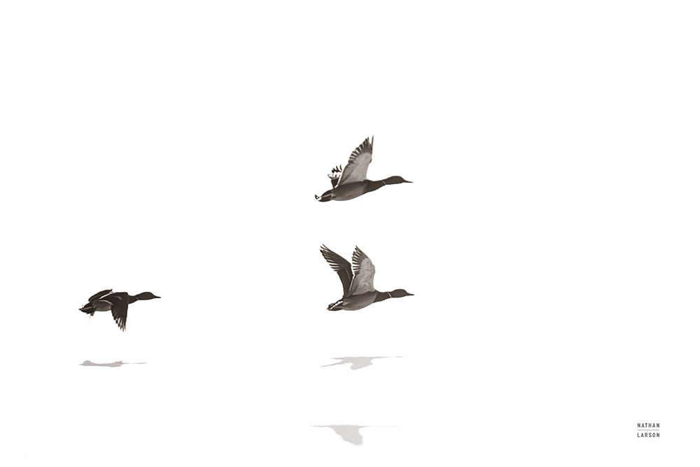 Three Departing art print by Nathan Larson for $57.95 CAD