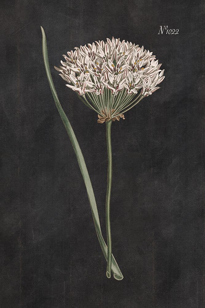 Allium I on Black art print by Wild Apple Portfolio for $57.95 CAD
