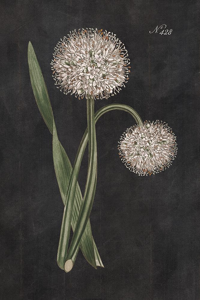 Allium II on Black art print by Wild Apple Portfolio for $57.95 CAD