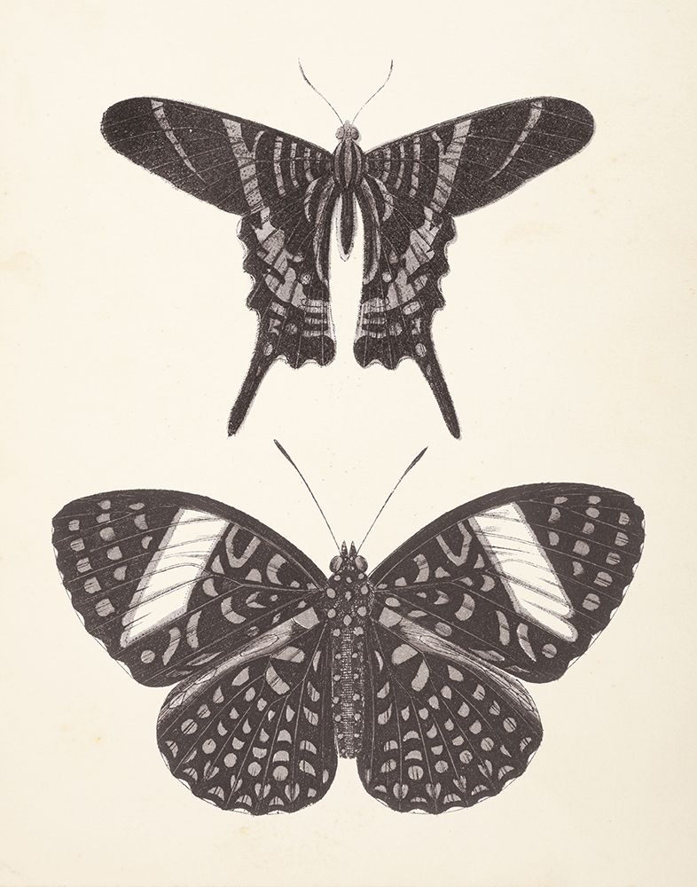 Papillons II Neutral art print by Wild Apple Portfolio for $57.95 CAD
