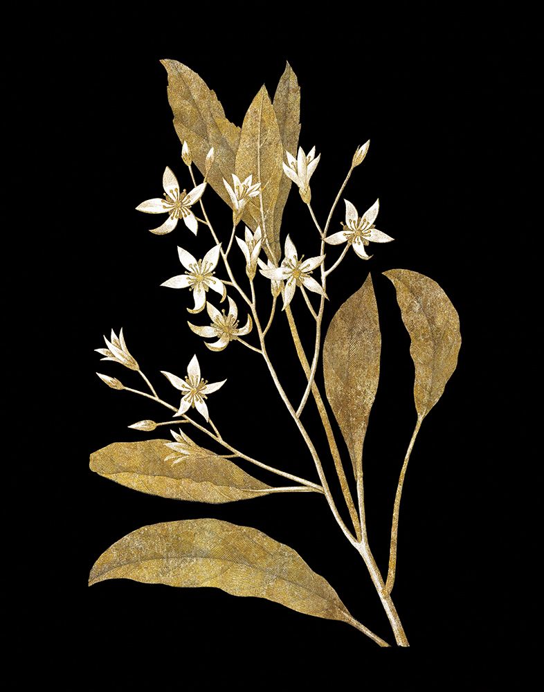 Gold Botanical V on Black art print by Wild Apple Portfolio for $57.95 CAD