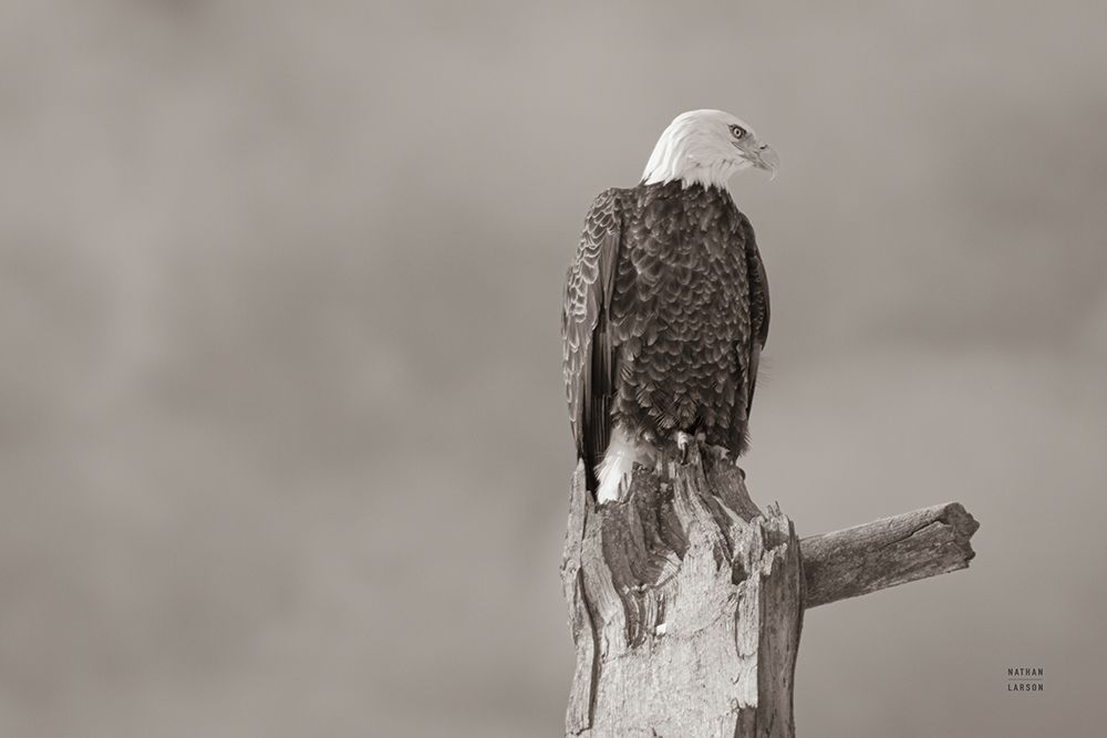 Eagle Perch art print by Nathan Larson for $57.95 CAD