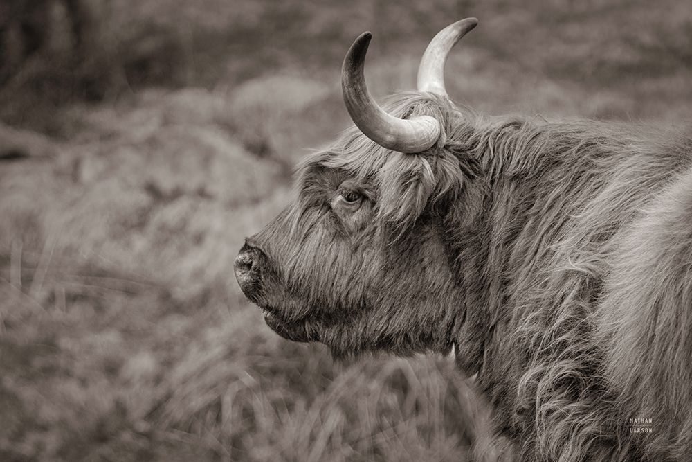 Highland Cow on Watch art print by Nathan Larson for $57.95 CAD