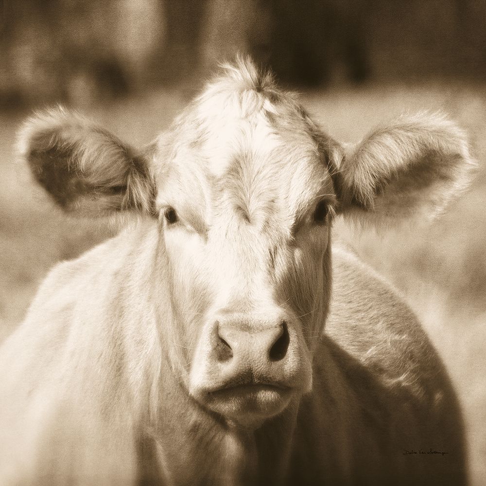 Pasture Cow Sepia Sq art print by Debra Van Swearingen for $57.95 CAD