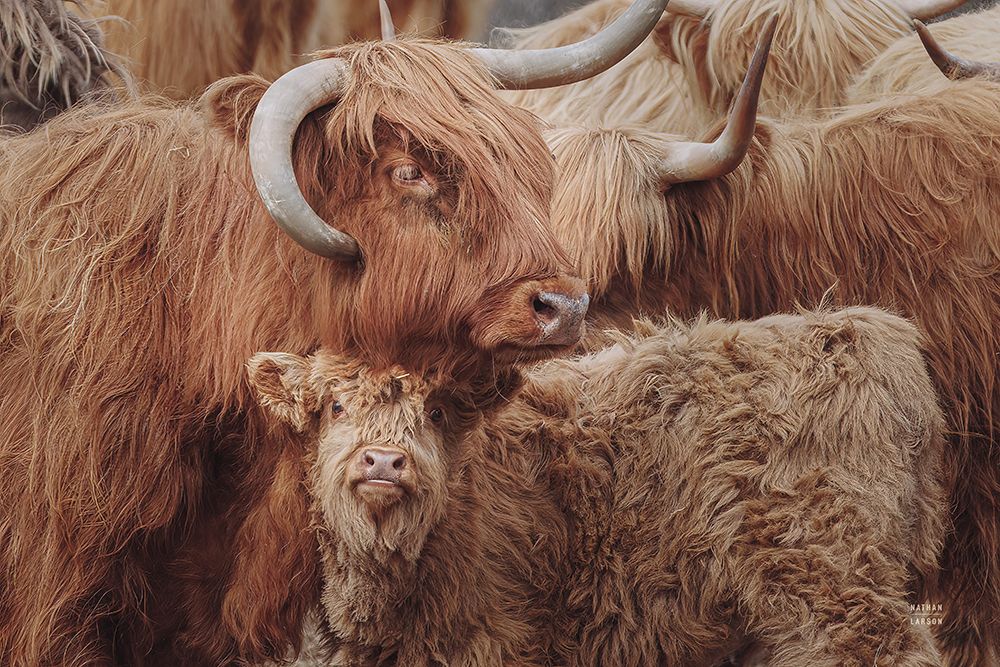 Highland Cow Under Cover art print by Nathan Larson for $57.95 CAD