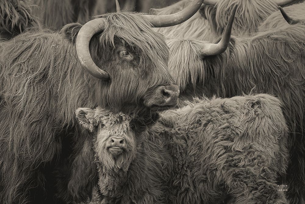 Highland Cow Under Cover Neutral art print by Nathan Larson for $57.95 CAD