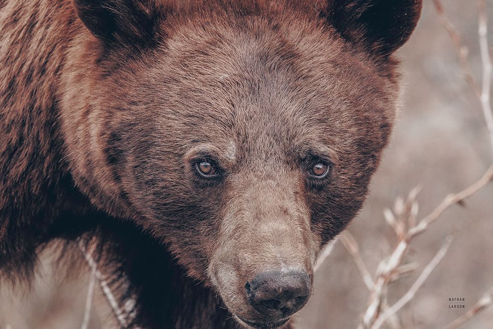 Bear Portrait art print by Nathan Larson for $57.95 CAD
