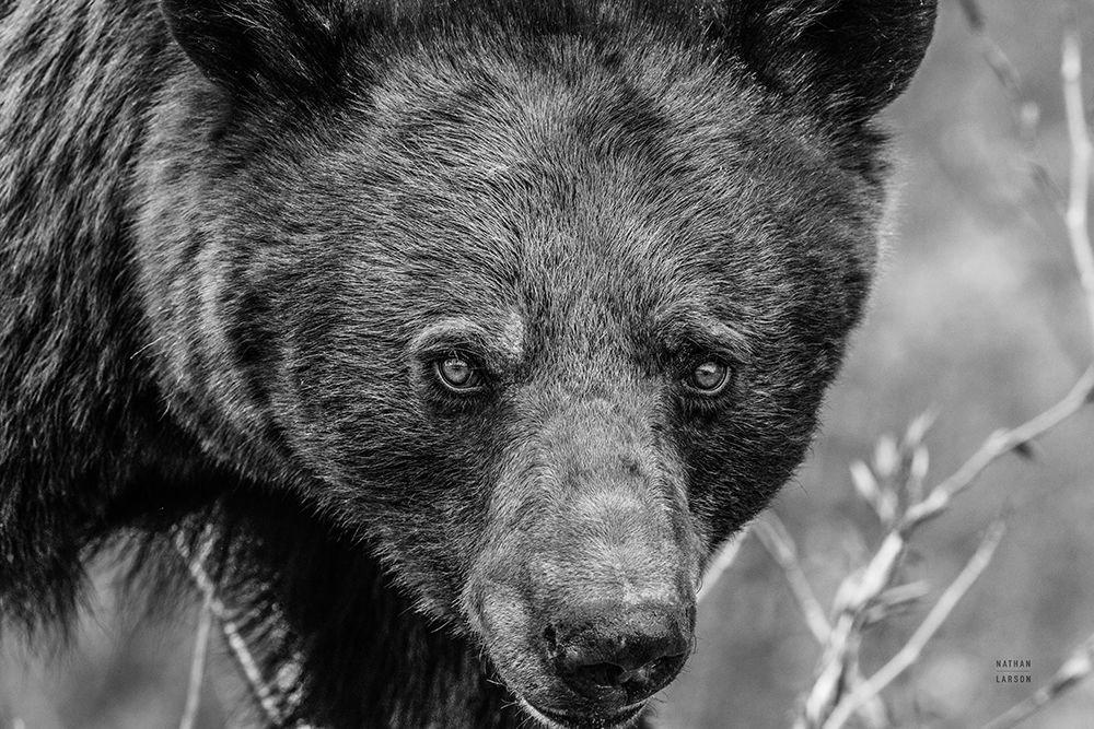 Bear Portrait BW art print by Nathan Larson for $57.95 CAD