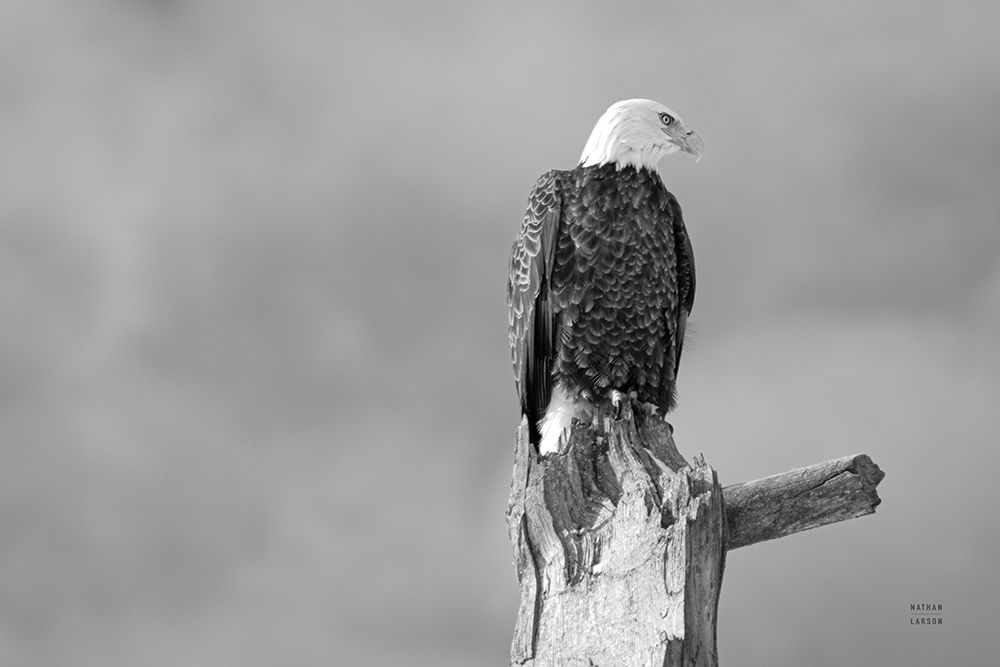 Eagle Perch BW art print by Nathan Larson for $57.95 CAD